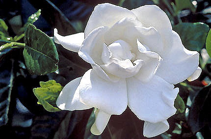 [12347927-3g-container] Mystery Gardenia - Gardenia jasminoides 'Mystery' (3 gallon container)