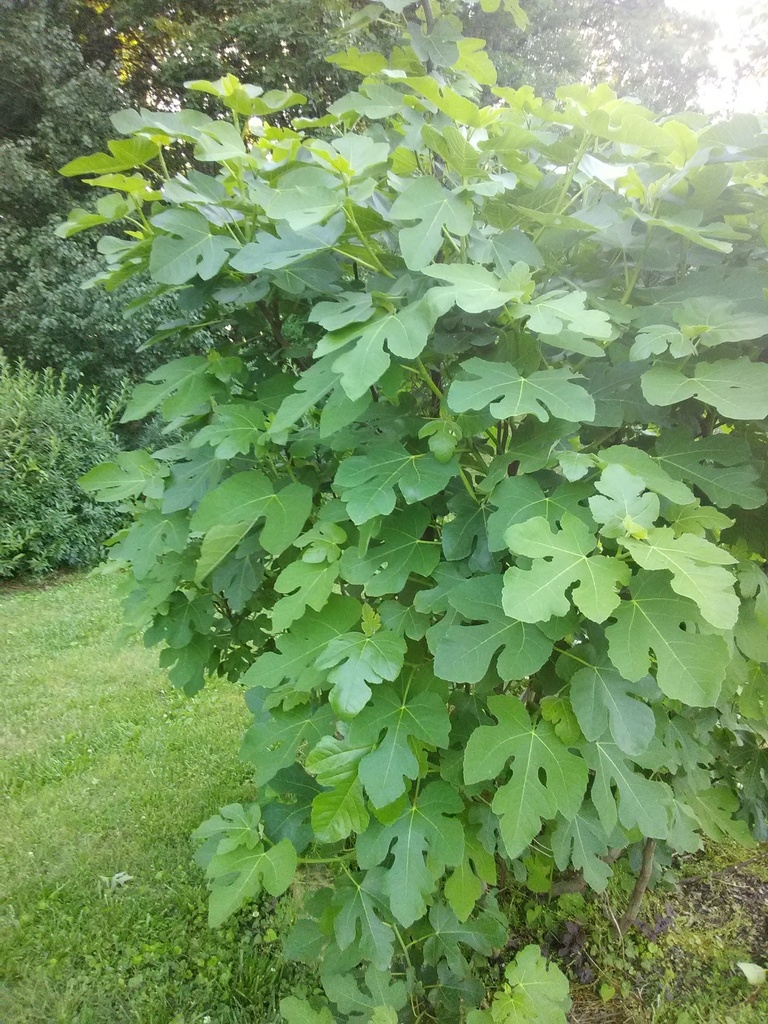 [12347921-5g-container] Texas Everbearing Fig - Ficus carica 'Texas Everbearing'