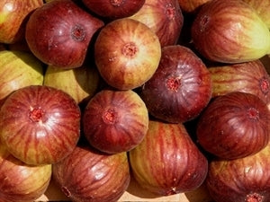 [12347919-3g-container] Brown Turkey Fig - Cold Hardy Fruiting Tree (3 gallon container)