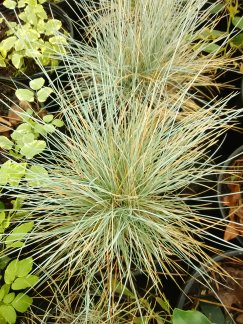 Elijah Blue Fescue - Silvery Blue Ornamental Grass