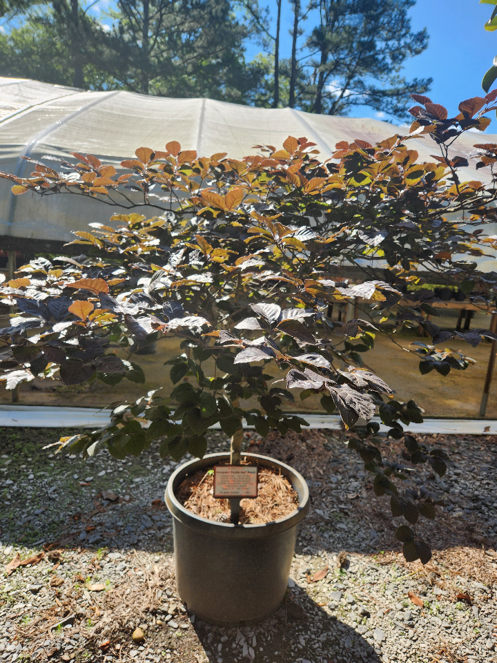[12347917-25g-container] European Purple-Leaf Beech - Fagus sylvatica 'Atropunicea' (25 gallon container)