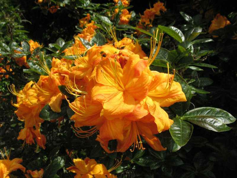 [12347913-3g-container] Klondyke Azalea – Fragrant Golden Yellow Exbury Hybrid (3 gallon container)