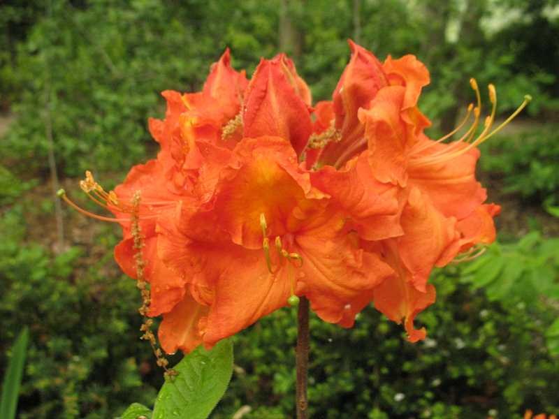 [12347911-3g-container-sold-out] Gibraltar Deciduous Azalea (Exbury Hybrid)