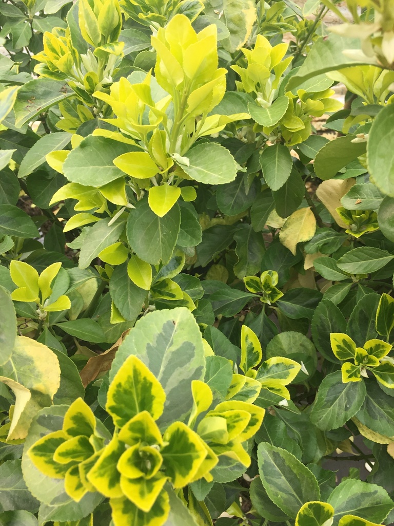 [12347906-5g-container-sold-out] Golden Prince Euonymus – Variegated Evergreen Shrub (5 gallon container)