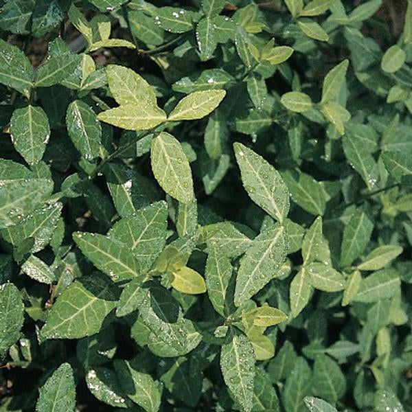 [12347905-1g-container] Purpleleaf Wintercreeper - Euonymus fortunei 'Colorata' (1 gallon container)