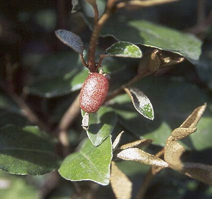 [12347896-3g-container] Fruitlandii Elaeagnus - Evergreen Privacy Shrub (3 gallon container)