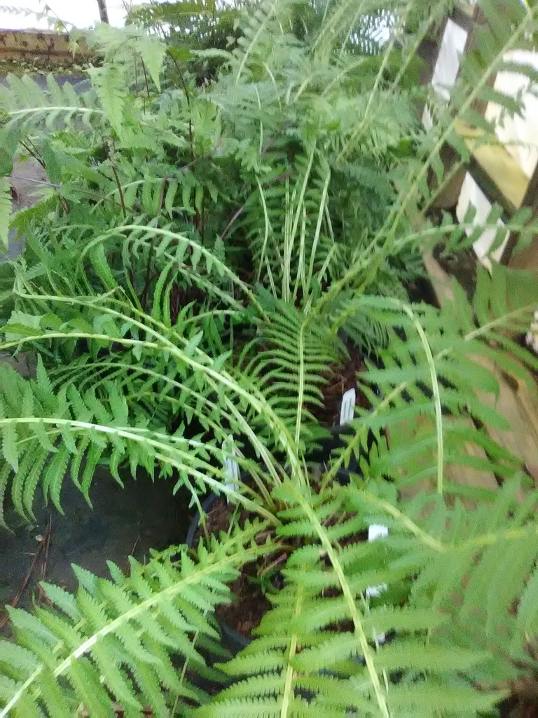 [12347894-1g-container-sold-out] Ostrich Fern – Matteuccia struthiopteris