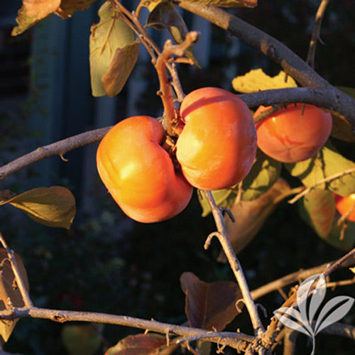 [12347891-7g-container] Tamopan Oriental Persimmon - Diospyros kaki 'Tamopan'