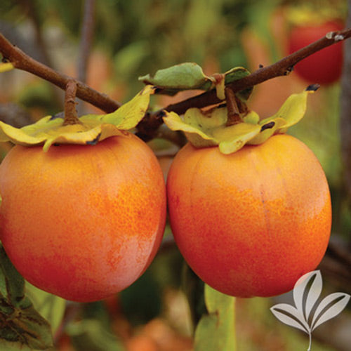 [12347889-7g-container] Hachiya Oriental Persimmon - Self-Pollinating Fruit Tree