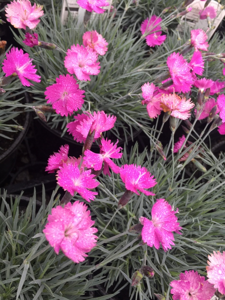 Firewitch Dianthus (Feuerhexe) – Fragrant Pink Groundcover