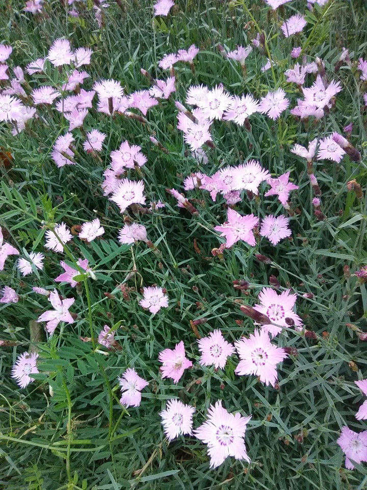 [12347882-1g-container] Dianthus gratianopolitanus 'Bath's Pink' - Baths Pink Dianthus (1 gallon container)
