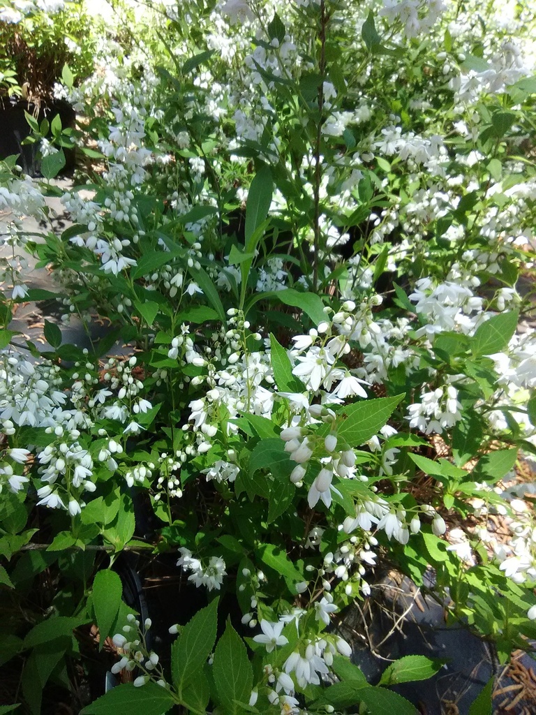 [12347879-2g-container-sold-out] Nikko Deutzia - Low-Growing White Flowering Shrub (2 gallon container)