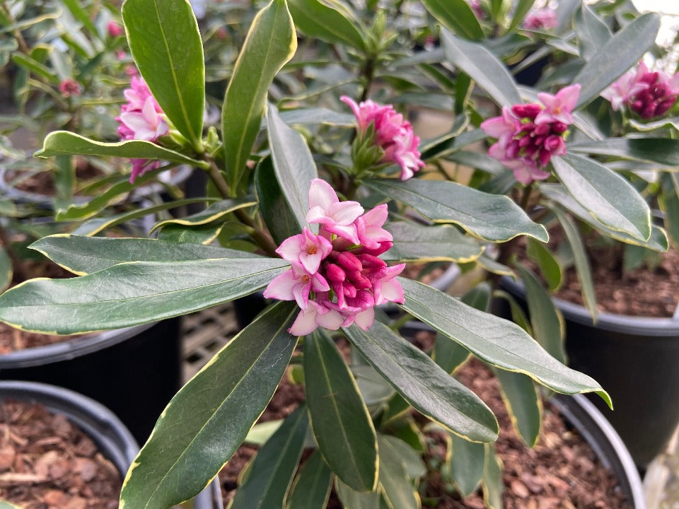 [12347877-3g-container] Variegated Winter Daphne (Daphne odora 'Aureomarginata')