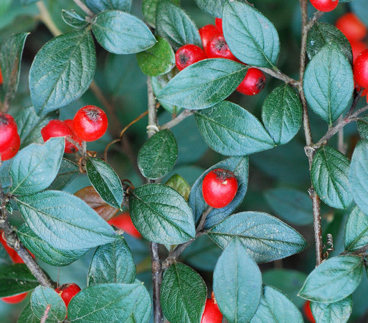 Willowleaf Cotoneaster (Cotoneaster salicifolius 'Repens')