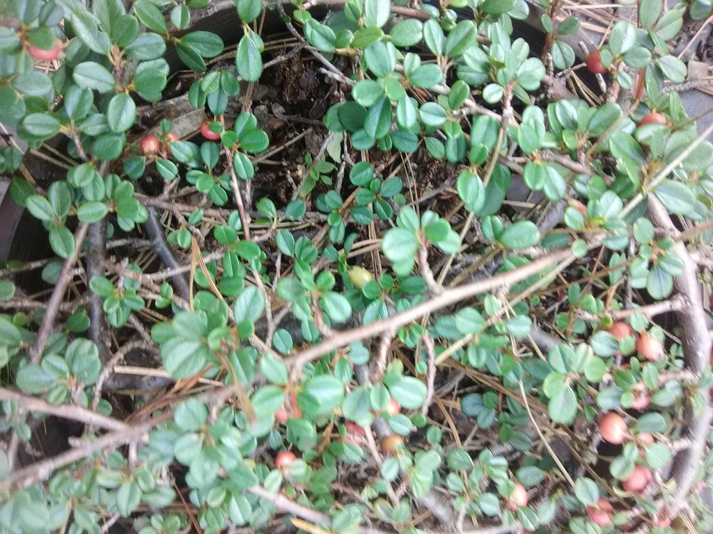[12347867-1-5g-container] Ground Cotoneaster (Cotoneaster horizontalis 'Perpusilla')