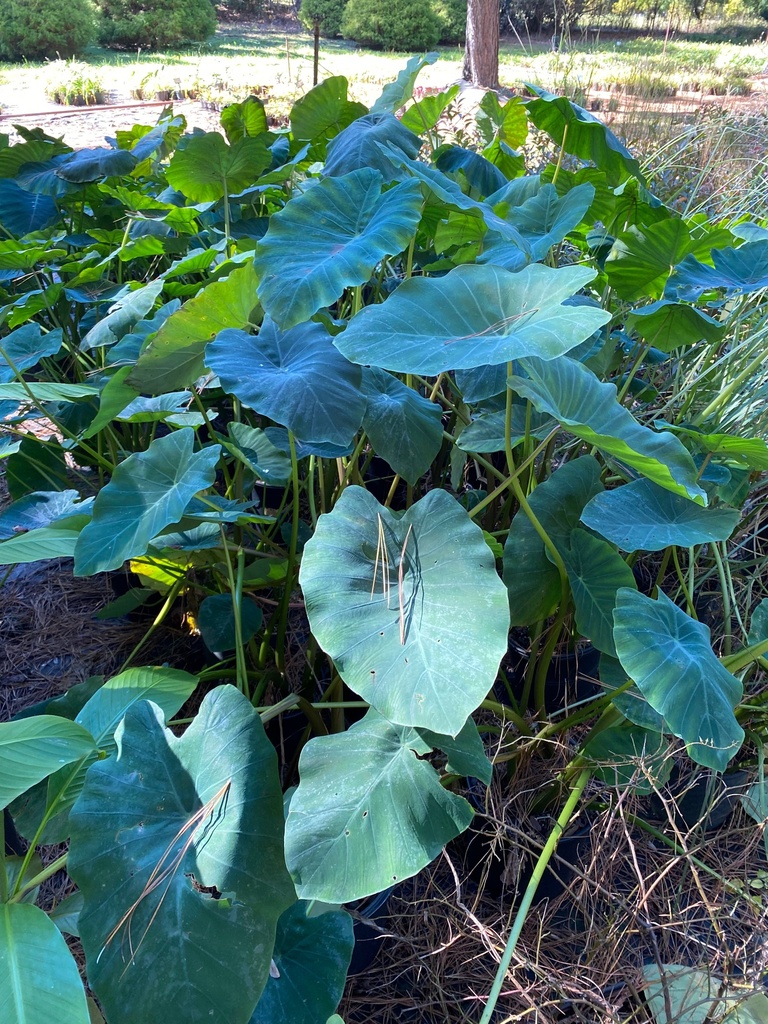[colocasia-esculenta-elephant-ear-2g-container] Elephant Ear - Colocasia esculenta (2 gallon container)