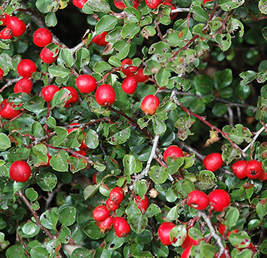 Cranberry Cotoneaster – Low-Growing Groundcover Shrub