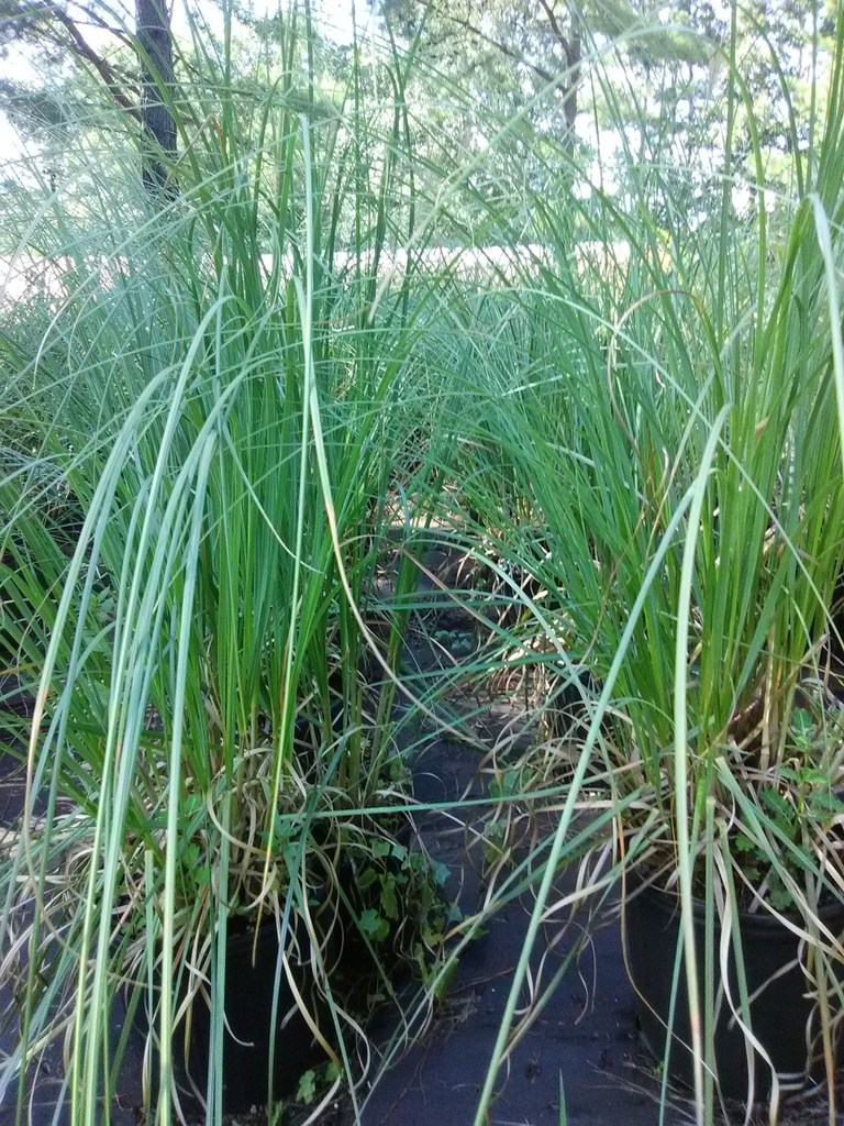 Dwarf Pampas Grass (Cortaderia selloana 'Pumila')