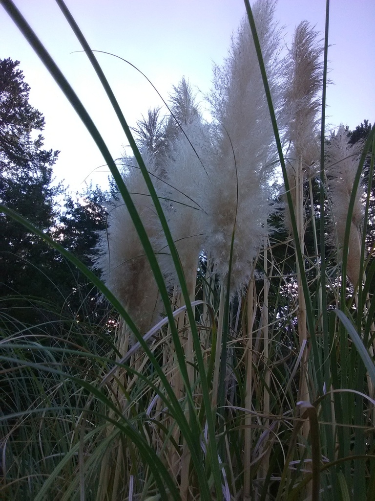 [12347856-3g-container-sold-out] Pampas Grass – Cortaderia selloana | White Plume Ornamental