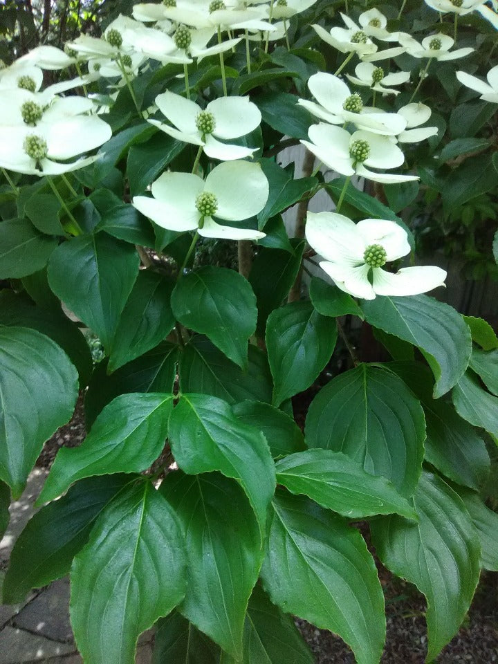 [12347853-7g-container] White Kousa Dogwood (Cornus kousa) (7 gallon container)