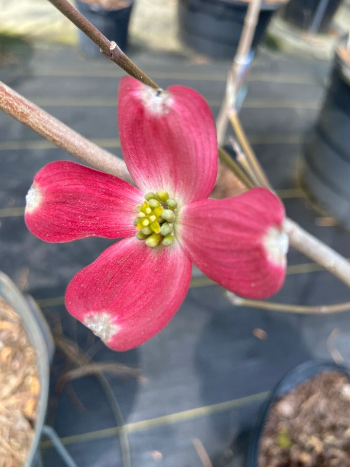 Cornus florida 'Cherokee Chief' - Cherokee Chief Red Dogwood