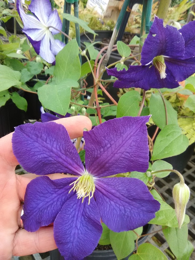 [12347842-1g-container-sold-out] Clematis Jackmanii – Purple Flowering Vine (1 gallon container)