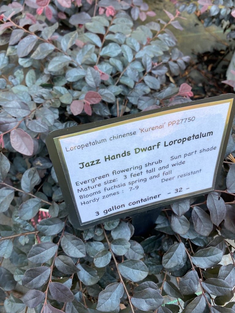 [jazz-hands-dwarf-loropetalum-3g-container-sold-out] Jazz Hands Dwarf Loropetalum - Compact Evergreen Shrub