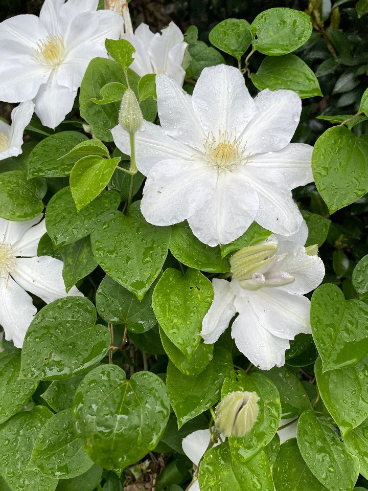 [12347841-3g-container-staked-sold-out] Henryi Clematis - White Flowering Perennial Vine (3G container (staked))