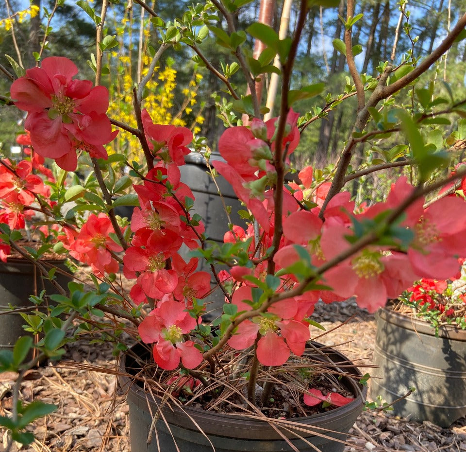 Texas Scarlet Flowering Quince