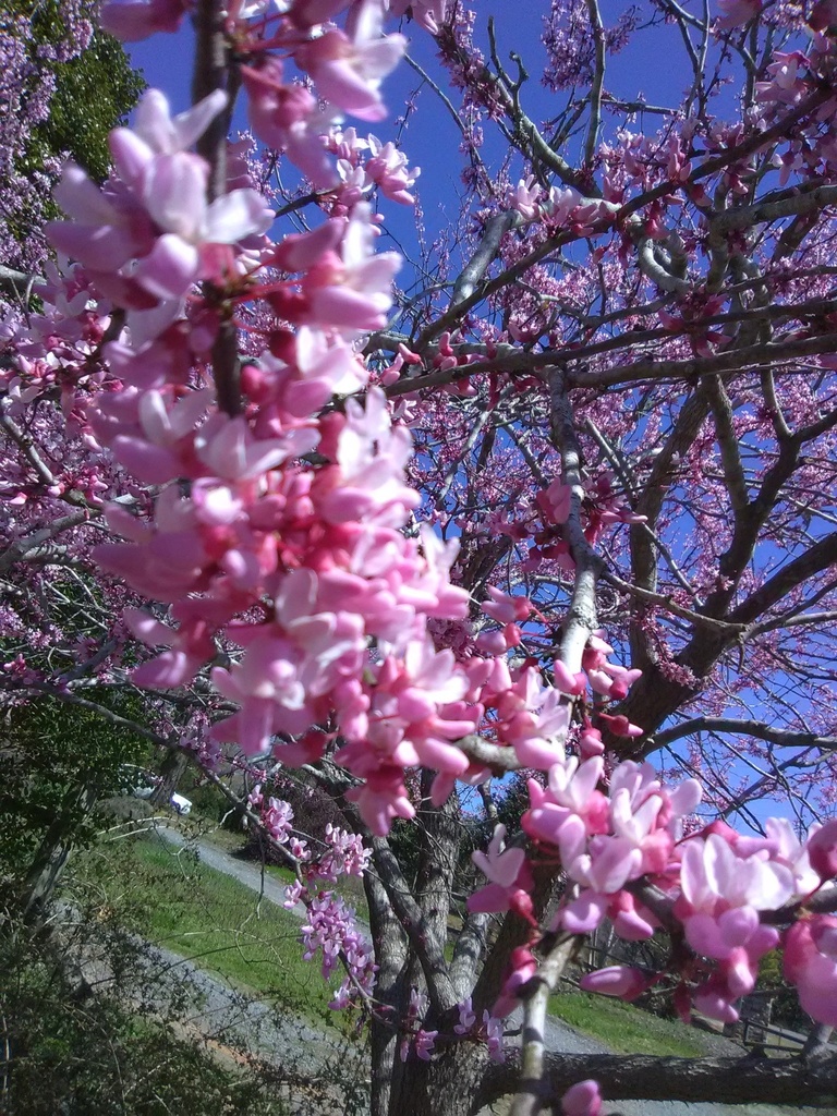 [12347821-3g-container-sold-out] Eastern Redbud – Cercis canadensis (3 gallon container)