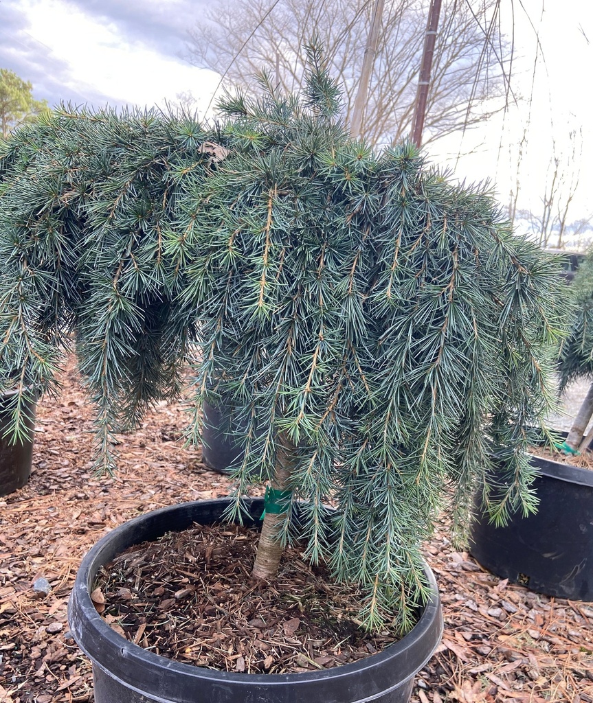 [feelin-blue-deodora-cedar-20g-container] Feelin' Blue Deodar Cedar | Cedrus deodara 'Feelin' Blue' (20 gallon container)