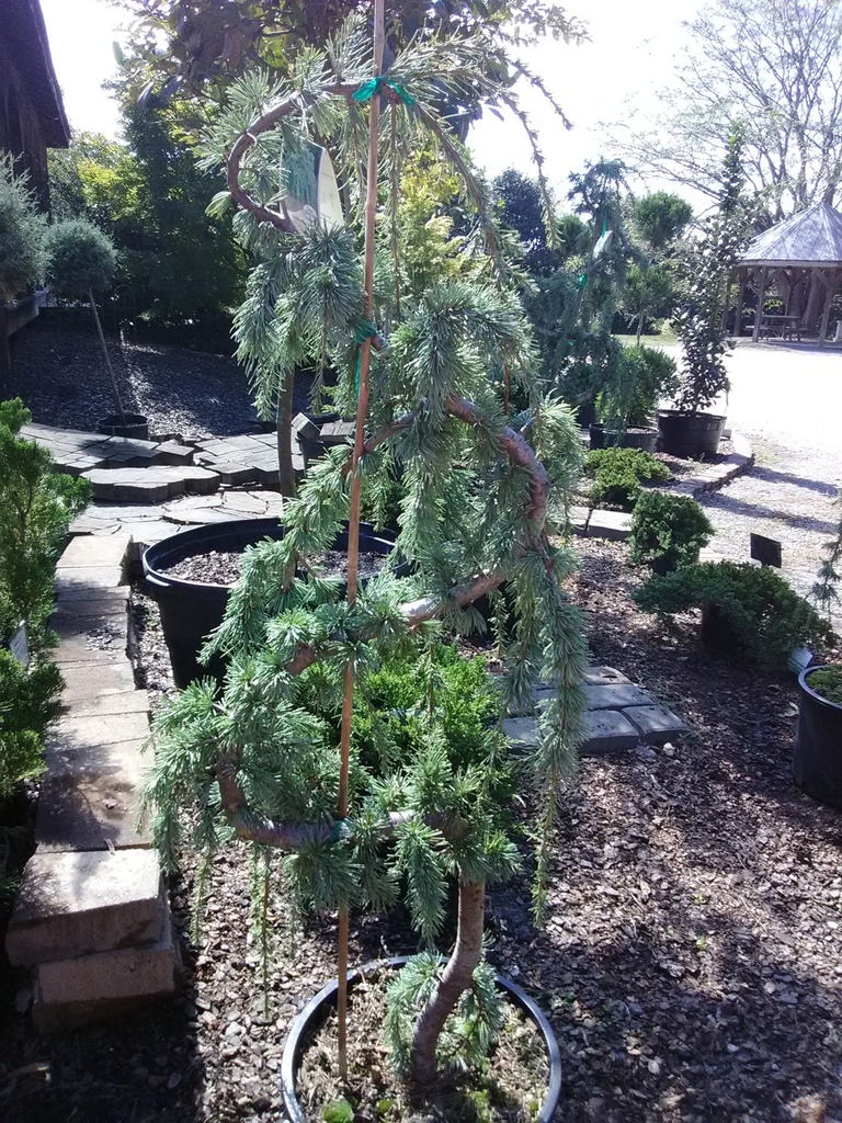 [12347817-15g-container] Weeping Blue Atlas Cedar | Cedrus atlantica 'Pendula' (15 gallon container)