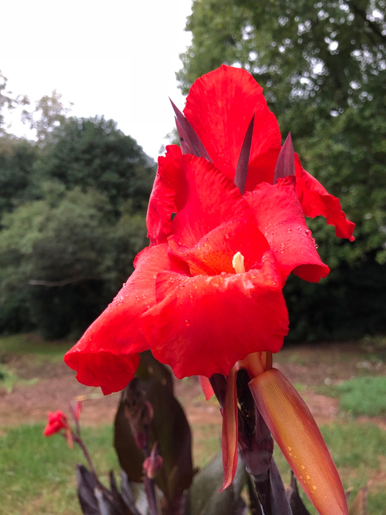 [12347810-3g-container] Red King Humbert Canna Lily - Bronze Foliage Red Blooms