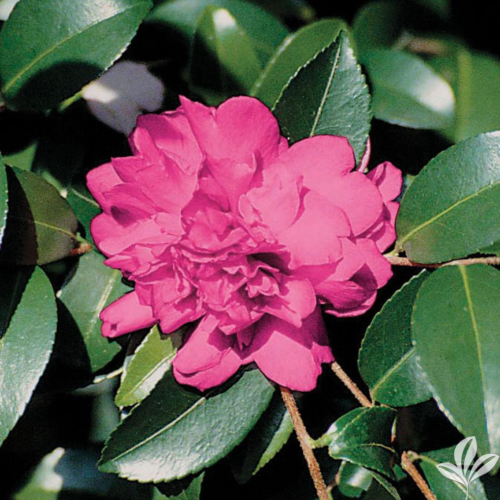 [9/17/26 AHC3 KF 1-1.5] Sparkling Burgundy Camellia (Camellia sasanqua) (3 gallon container)