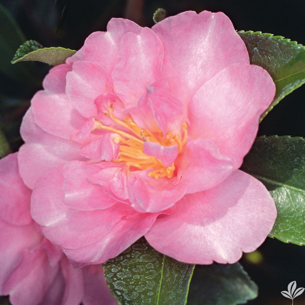 [9/17/26 KF AHC3 1-1.5'] Showa-No-Sakae Camellia (Camellia sasanqua 'Showa-No-Sakae') (3 gallon container)