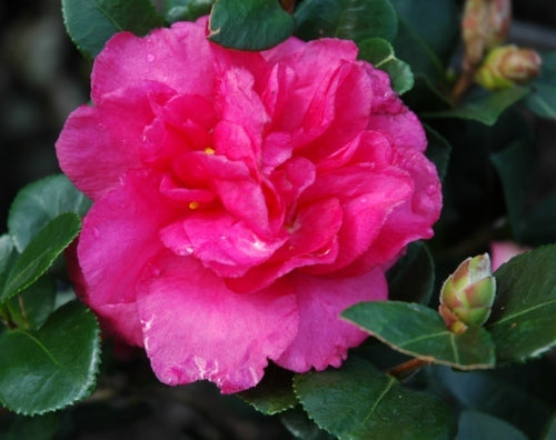 [12347801-2g-container-sold-out] Camellia sasanqua 'Shishi Gashira' - Lions Head Camellia (2 gallon container)