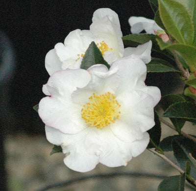 Setsugekka Camellia – White Fall-Blooming Sasanqua