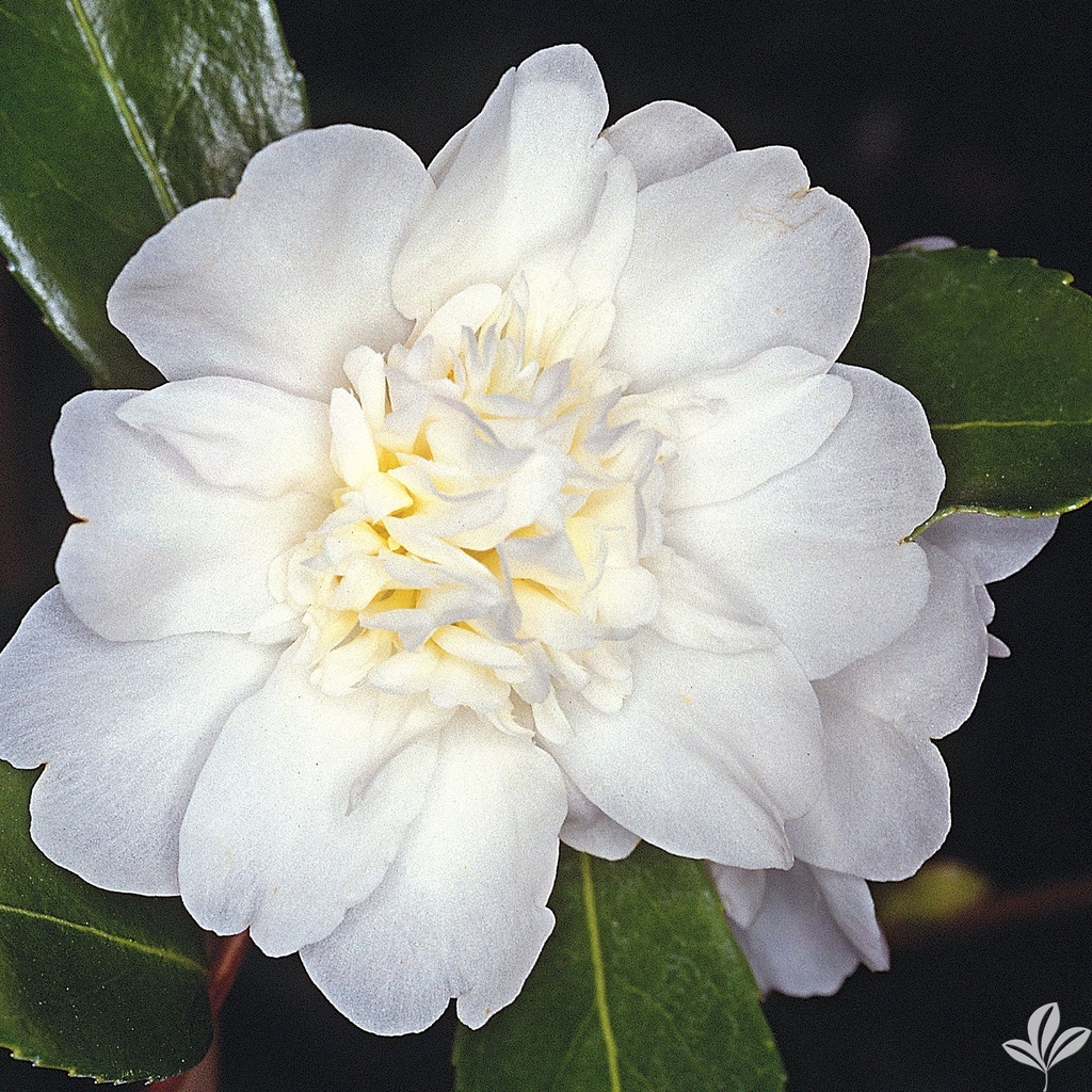 [12347798-3g-container] Mine No Yuki Camellia (White Dove) - Camellia sasanqua (3 gallon container)