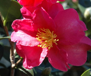 [9/17/26 KF AHC3 1-1.5'] Kanjiro Camellia (Camellia sasanqua 'Kanjiro') (3 gallon container)