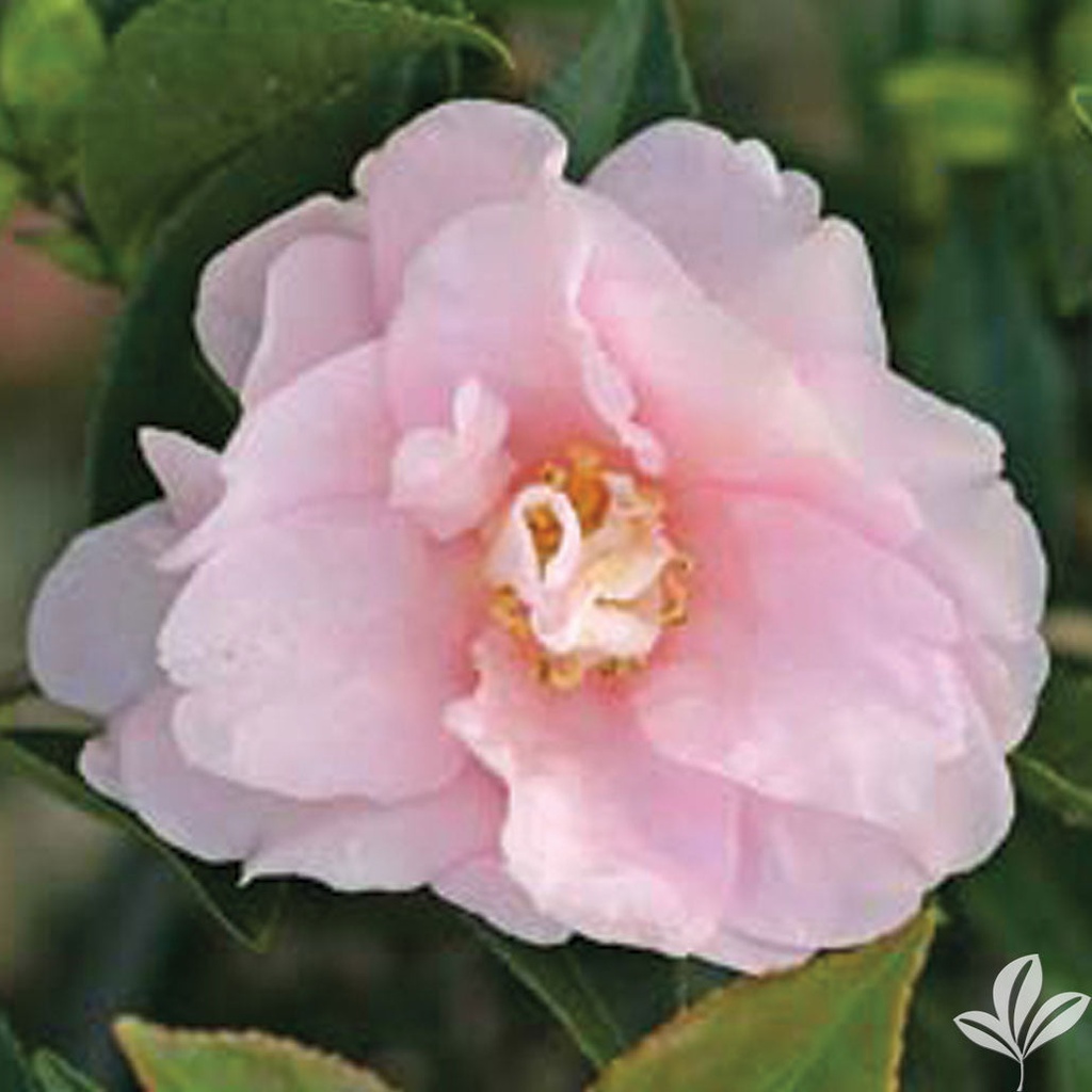[12347796-3g-container] Jean May Camellia – Shell Pink Fall-Blooming Evergreen Shrub (3 gallon container)