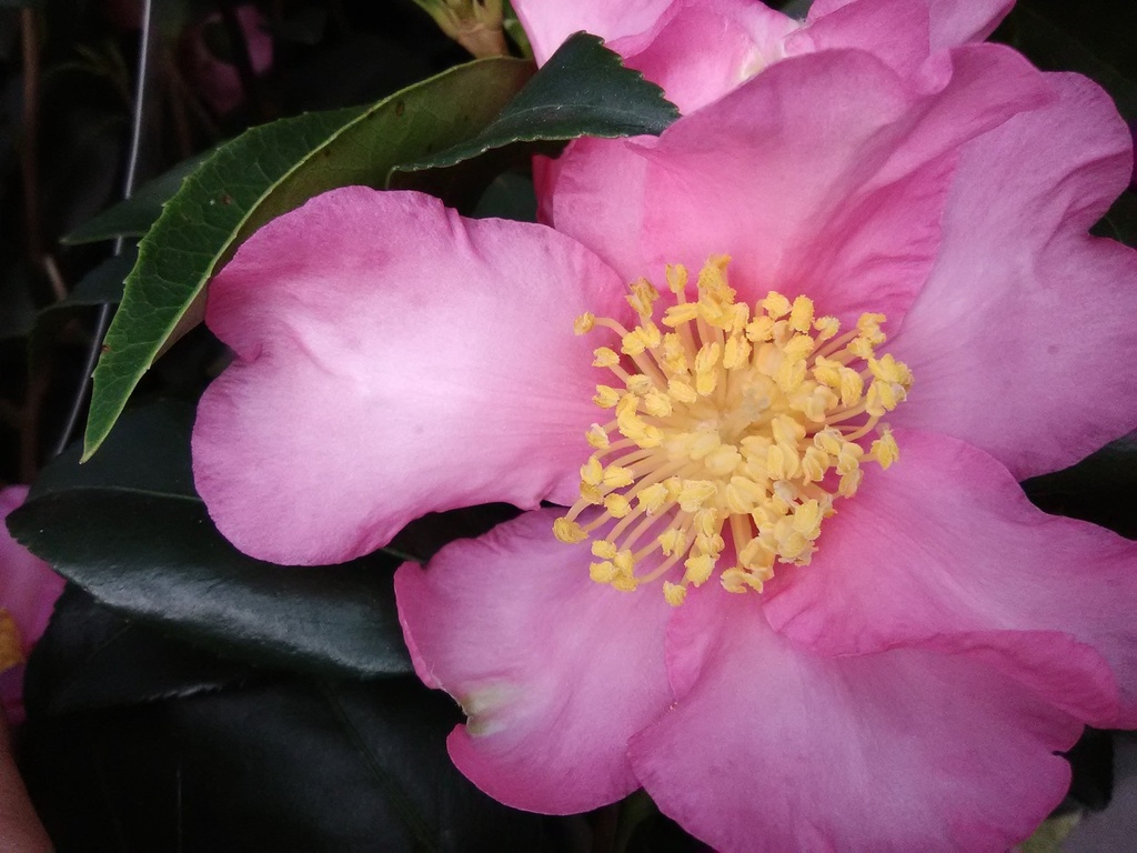 [9/17/26 KF AHC3] Cleopatra Camellia (Camellia sasanqua 'Cleopatra') (3 gallon container)