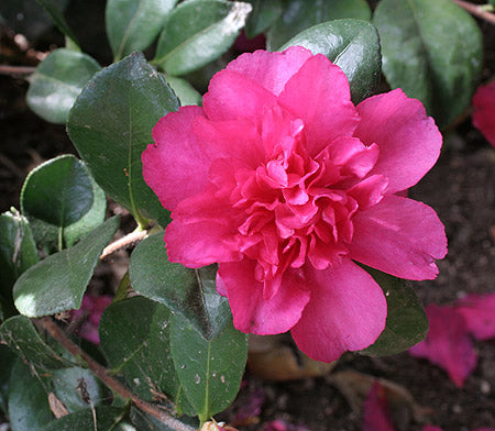 [12347791-3g-container] Bonanza Camellia – Deep Red Fall & Winter Blooming Evergreen (3 gallon container)