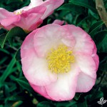 Apple Blossom Pink Camellia (Camellia sasanqua)