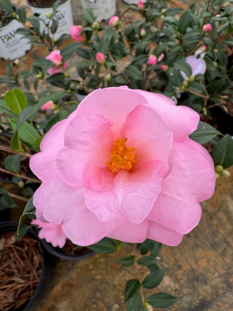 Taylor's Perfection Camellia | Pink Flowering Evergreen Shrub