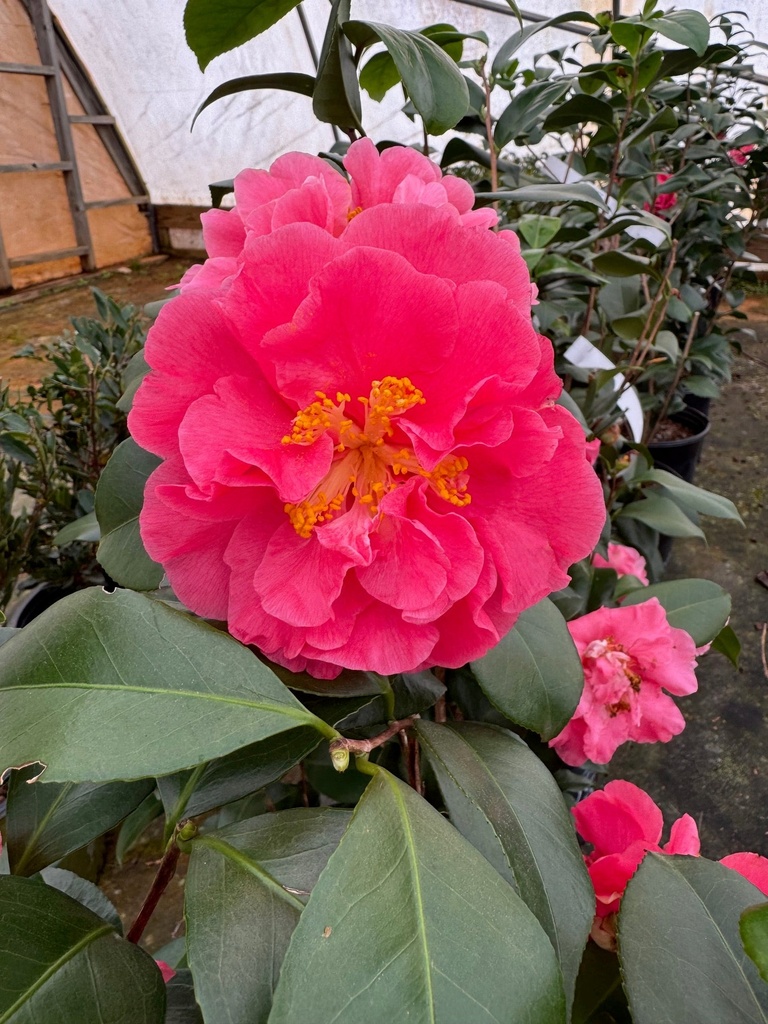 Marie Bracey Camellia - Cold Hardy Coral-Rose Blooms
