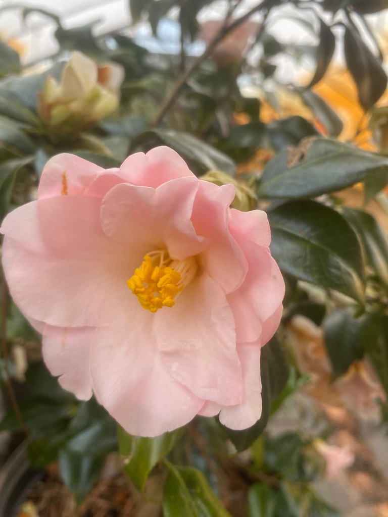 [12347775-3g-container-sold-out] Magnoliaeflora Camellia (Hagoromo) - Blush Pink Evergreen (3 gallon container)