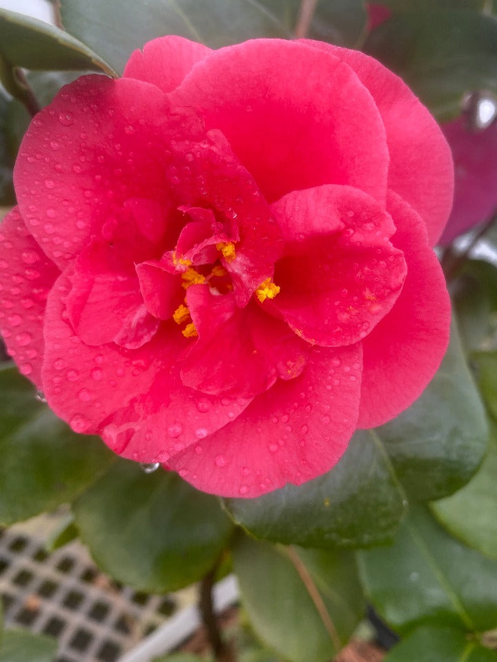 Jordan's Pride Camellia (Camellia japonica 'Jordan's Pride')