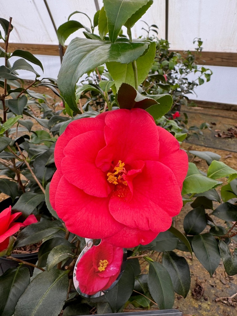 Camellia japonica 'Greensboro Red' - Semi Double Red Flower