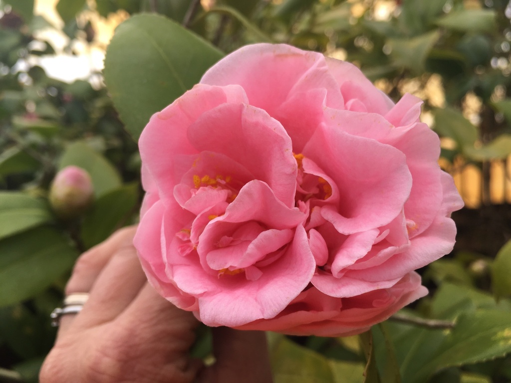 [12347758-5g-container] Debutante Camellia (Camellia japonica 'Debutante') (5 gallon container)