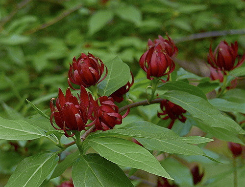 [12347757-3g-container-sold-out] Calycanthus fluoridus - Carolina Allspice (Sweet Bubby) (3 gallon container)